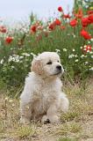 GOLDEN RETRIEVER 307